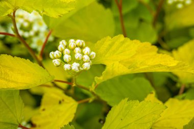 Sarı merkezli beyaz çiçek demeti ve yemyeşil bir zemin üzerine kurulmuş hassas erkek organlar. Görüntü, çiçeklerin karmaşık güzelliğini ve tazeliğini yakalar..