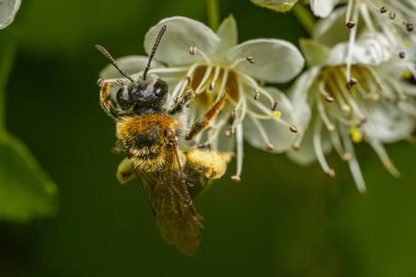 Beyaz çiçekleri sarı merkezli ve narin erkekli arılar döllüyor. Görüntü, arının ve çiçeklerin karmaşık detaylarını bulanık bir şekilde yakalar.