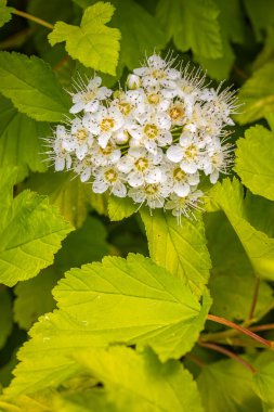 Sarı merkezli beyaz çiçek demeti ve yemyeşil bir zemin üzerine kurulmuş hassas erkek organlar. Görüntü, çiçeklerin karmaşık güzelliğini ve tazeliğini yakalar..
