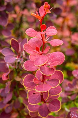 Sarı kenarlı, canlı kırmızı yaprakların detaylı görüntüsü eşsiz dokularını ve renklerini gözler önüne seriyor. Yapraklar hafifçe ıslak, yeni bir görünüm ekliyor, bulanık doğal bir arka plan üzerine kurulmuş..