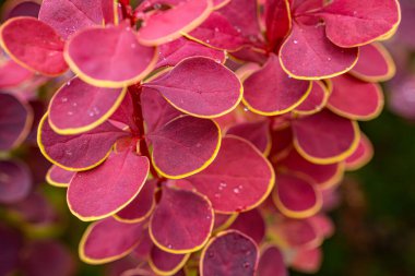 Sarı kenarlı, canlı kırmızı yaprakların detaylı görüntüsü eşsiz dokularını ve renklerini gözler önüne seriyor. Yapraklar hafifçe ıslak, yeni bir görünüm ekliyor, bulanık doğal bir arka plan üzerine kurulmuş..