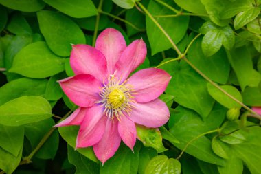 Canlı pembe bir Clematis çiçeğinin detaylı yakın çekimi, sarı ve mor merkezini gözler önüne seriyor. Zengin renkler ve karmaşık detaylar yemyeşil bir zemin üzerine kurulur.