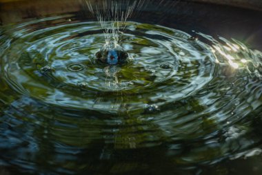 Karanlık suda dalgalanmalar yaratan bir su damlası. Sıçrama ve eşmerkezli daireler, sıvı dinamiğini ve hareketini vurguluyor..