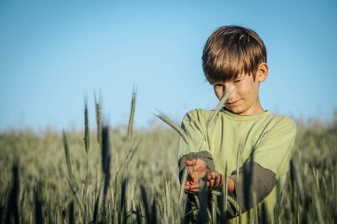 Çavdar tarlasında duran genç bir çocuk elinde çavdar saplarıyla nazikçe gülümsüyor. Açık mavi gökyüzü ve yemyeşil alan güzel bir doğal zemin sağlar..