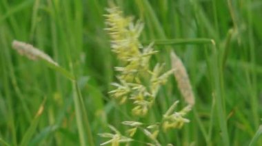 Bulanık yeşil arka planda sarı-kahverengi tohumlarla çiçek açmış bir tohum kafanın detaylı makro görüntüsü. Tohumların karmaşık dokusu ve detayları açıkça görülüyor..