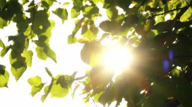 Güneş ışınları ağacın canlı yeşil yapraklarından süzülerek güzel bir ışık ve gölge etkileşimi yaratır. Yeşillik ve güneş ışığı dingin ve ferahlatıcı bir manzara yaratır..