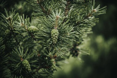 Ağaçtaki çam iğnelerinin arasına yerleştirilmiş yeşil bir çam kozalağının detaylı görüntüsü. Görüntü, çam yapraklarının karmaşık dokularını ve doğal güzelliklerini yakalıyor..