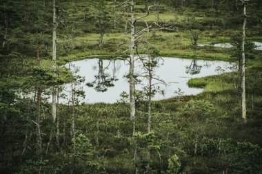 Yeşil bitki ve ağaçlarla çevrili, yansıtıcı su içeren huzurlu bir bataklık manzarası. Huzurlu manzara, sulak arazinin doğal güzelliğini ve dinginliğini yakalar..