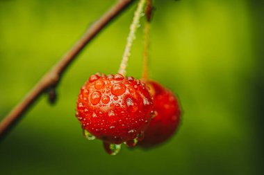 Su damlacıklarıyla kaplı bir kirazın makro fotoğrafı, canlı kırmızı rengi ve pürüzsüz dokuyu vurguluyor. Bulanık yeşil arkaplan