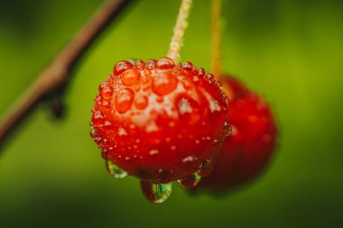 Su damlacıklarıyla kaplı bir kirazın makro fotoğrafı, canlı kırmızı rengi ve pürüzsüz dokuyu vurguluyor. Bulanık yeşil arkaplan