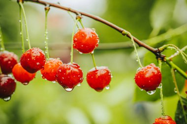 Su damlacıklarıyla kaplı bir kirazın makro fotoğrafı, canlı kırmızı rengi ve pürüzsüz dokuyu vurguluyor. Bulanık yeşil arkaplan
