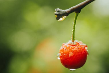 Su damlacıklarıyla kaplı bir kirazın makro fotoğrafı, canlı kırmızı rengi ve pürüzsüz dokuyu vurguluyor. Bulanık yeşil arkaplan