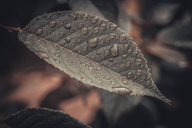 Dokulu yeşil bir yaprağın üzerindeki su damlacıklarının makro fotoğrafı. Karmaşık detaylar ve doğal güzellikler yakalıyor. Bulanık arkaplan.