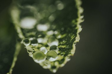 Dokulu yeşil bir yaprağın üzerindeki su damlacıklarının makro fotoğrafı. Karmaşık detaylar ve doğal güzellikler yakalıyor. Bulanık arkaplan.