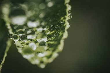 Dokulu yeşil bir yaprağın üzerindeki su damlacıklarının makro fotoğrafı. Karmaşık detaylar ve doğal güzellikler yakalıyor. Bulanık arkaplan.