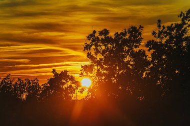 Siluetli yapraklar ve dallar gün batımında sıcak, altın güneş ışığıyla yıkanarak sakin ve güzel bir manzara yaratırlar. Zengin renkler ve doğal güzellikler geniş bir kopya alanı sağlar..