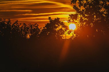 Siluetli yapraklar ve dallar gün batımında sıcak, altın güneş ışığıyla yıkanarak sakin ve güzel bir manzara yaratırlar. Zengin renkler ve doğal güzellikler geniş bir kopya alanı sağlar..