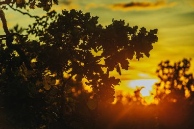 Siluetli yapraklar ve dallar gün batımında sıcak, altın güneş ışığıyla yıkanarak sakin ve güzel bir manzara yaratırlar. Zengin renkler ve doğal güzellikler geniş bir kopya alanı sağlar..