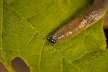 Canlı yeşil bir yaprağın üzerinde sürünen bir kurşunun detaylı görüntüsü. Salyangozların ve yaprakların karmaşık dokuları açıkça görülüyor. Boşluğu kopyala.