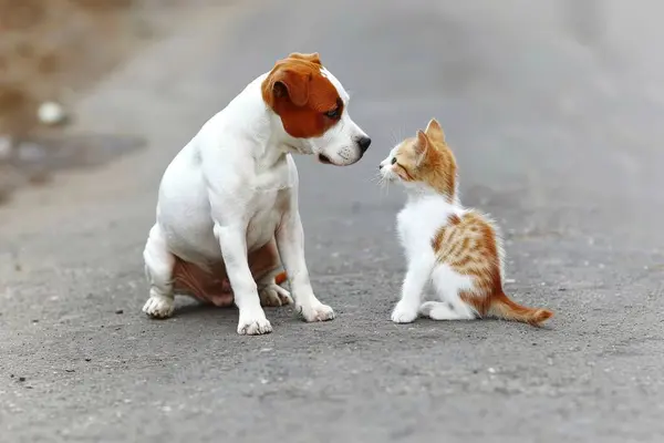 Stock image Adorable puppy and kitten enjoying playful interaction, showcasing their heartwarming bond