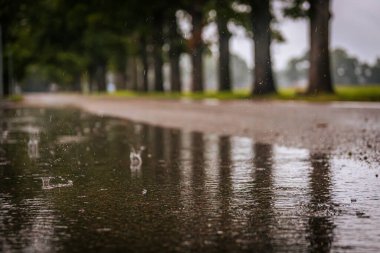 Yağmur damlaları, ağaçlarla kaplı bir patika boyunca bir su birikintisinde dalgalanmalar yaratır. Görüntü, yağmurlu bir günün huzurlu ve yansıtıcı atmosferini yakalar. Arka plan ağaçları hafifçe bulanıklaşır..