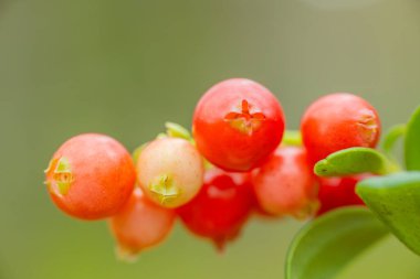 Yeşil yapraklı bir dalda büyüyen canlı kırmızı böğürtlenlerin detaylı bir görüntüsü. Arka plan bulanık, yumuşak ve doğal bir his yaratıyor..