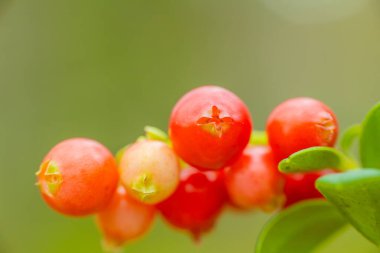 Yeşil yapraklı bir dalda büyüyen canlı kırmızı böğürtlenlerin detaylı bir görüntüsü. Arka plan bulanık, yumuşak ve doğal bir his yaratıyor..