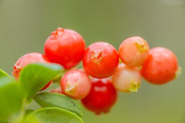 Yeşil yapraklı bir dalda büyüyen canlı kırmızı böğürtlenlerin detaylı bir görüntüsü. Arka plan bulanık, yumuşak ve doğal bir his yaratıyor..