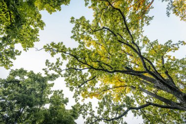 Güneş ışığı, uzun ağaçların yemyeşil gölgesinde süzülür yaprakların üzerine huzur verici bir parıltı bırakır. Gökyüzü dalların arasından bakıyor, derinlik katıyor sahneye.