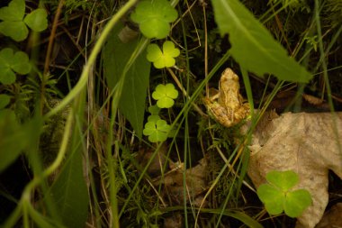 Küçük kahverengi bir kurbağa orman zemininde yemyeşil yapraklar ve yapraklar arasında kamufle oldu. Kurbağa, doğanın güzelliğini ve karmaşıklığını vurgulayarak doğal çevresiyle kusursuz bir şekilde harmanlanır..