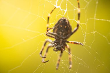 Bir örümceğin canlı sarı arkaplana karşı ağındaki detaylı makro görüntüsü. Görüntü, karmaşık ağ desenlerini ve örümceğin doğal güzelliğini vurgular..