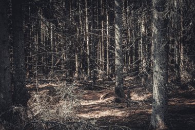 Uzun, karanlık ağaçları ve çıplak dalları olan sık bir orman. Seyrek güneş ışığı filtreleri, ürkütücü ve atmosferik bir manzara yaratır..
