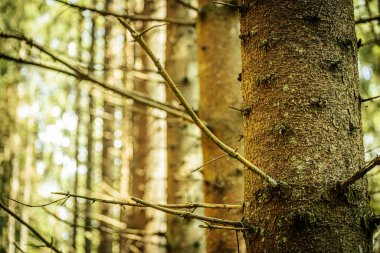 Güneşli bir ormanda dalları olan bir ağaç gövdesinin yakın çekimi. Arka planda bulanık ağaçlar, dingin ve doğal bir atmosfer yaratıyor..