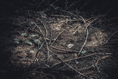 Uzun, karanlık ağaçları ve çıplak dalları olan sık bir orman. Seyrek güneş ışığı filtreleri, ürkütücü ve atmosferik bir manzara yaratır..