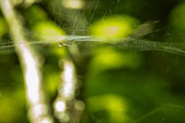 Bir örümceğin canlı sarı arkaplana karşı ağındaki detaylı makro görüntüsü. Görüntü, karmaşık ağ desenlerini ve örümceğin doğal güzelliğini vurgular..