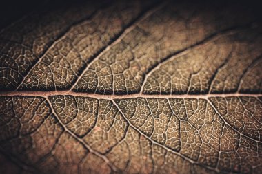 A detailed macro shot of a brown leaf, highlighting its intricate vein patterns and texture. The warm tones and natural structure showcase the beauty of nature. clipart