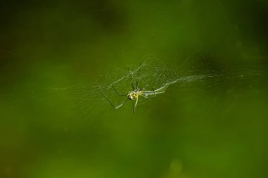 Bir örümceğin canlı sarı arkaplana karşı ağındaki detaylı makro görüntüsü. Görüntü, karmaşık ağ desenlerini ve örümceğin doğal güzelliğini vurgular..