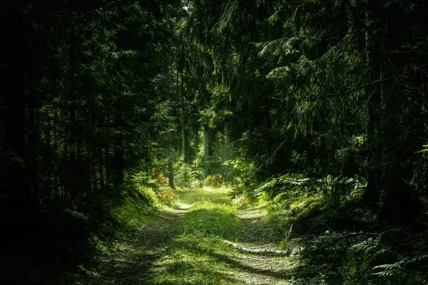 stock image A serene forest path illuminated by dappled sunlight, surrounded by dense, lush greenery. The peaceful scene invites exploration and a connection with nature.