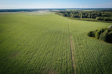 Çitlerle çevrili, yemyeşil bir alanda tek başına kalan bir ağacın havadan görünüşü. Ağacın gölgesi dışa doğru uzanıyor, manzaradaki eşsiz deseni vurguluyor.