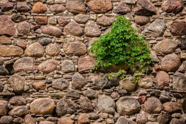 Üzerinde yeşil bir sarmaşığın büyüdüğü taştan bir duvarın yakın çekim görüntüsü kayaların sert dokusunu ve doğal desenini gözler önüne seriyor..