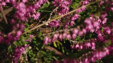 Doğadaki böcekler ve bitkiler arasındaki karmaşık ilişkiyi gösteren canlı pembe kenevir çiçeklerini etkin bir şekilde tozlaştıran bir arıya yakın plan. Bulanık arka plan çiçekleri vurguluyor.