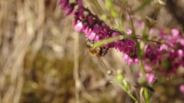 Doğadaki böcekler ve bitkiler arasındaki karmaşık ilişkiyi gösteren canlı pembe kenevir çiçeklerini etkin bir şekilde tozlaştıran bir arıya yakın plan. Bulanık arka plan çiçekleri vurguluyor.