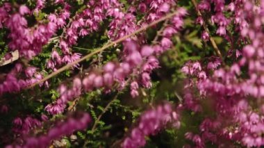 Doğadaki böcekler ve bitkiler arasındaki karmaşık ilişkiyi gösteren canlı pembe kenevir çiçeklerini etkin bir şekilde tozlaştıran bir arıya yakın plan. Bulanık arka plan çiçekleri vurguluyor.