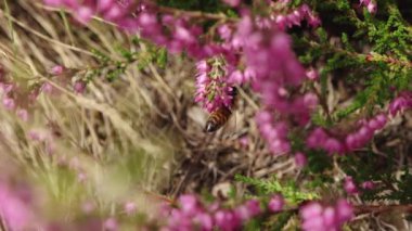Doğadaki böcekler ve bitkiler arasındaki karmaşık ilişkiyi gösteren canlı pembe kenevir çiçeklerini etkin bir şekilde tozlaştıran bir arıya yakın plan. Bulanık arka plan çiçekleri vurguluyor.