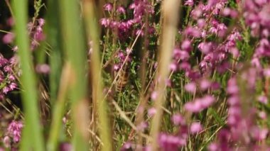 Doğadaki böcekler ve bitkiler arasındaki karmaşık ilişkiyi gösteren canlı pembe kenevir çiçeklerini etkin bir şekilde tozlaştıran bir arıya yakın plan. Bulanık arka plan çiçekleri vurguluyor.