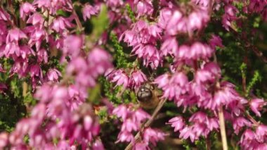 Doğadaki böcekler ve bitkiler arasındaki karmaşık ilişkiyi gösteren canlı pembe kenevir çiçeklerini etkin bir şekilde tozlaştıran bir arıya yakın plan. Bulanık arka plan çiçekleri vurguluyor.