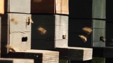 Arılar tahta bir arı kovanının girişine girip çıkıyorlar. Arılar meşgul, kovanların geliş gidişlerini gösteriyorlar, canlı ahşap görüntüye kırsal bir his katıyor..