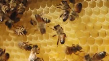 Kovan içinde bal peteği üzerinde çalışan arıların yakından görüntüsü. Bal petekleri altıgen hücreler açıkça görülebilir, altın bal ile dolu. Arılar kovanlarını korumakla meşguller.