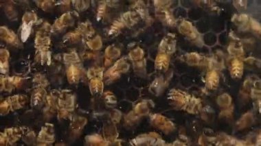 Yoğun bir arı sürüsünün detaylı bir yakın çekimi bir bal peteği üzerinde bir araya geliyor. Görüntü, kovan içinde çalışırken arıların karmaşık aktivitelerini yakalıyor ve karmaşık yapıyı gösteriyor.
