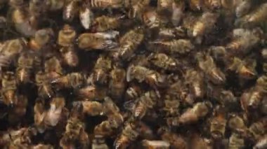Yoğun bir arı sürüsünün detaylı bir yakın çekimi bir bal peteği üzerinde bir araya geliyor. Görüntü, kovan içinde çalışırken arıların karmaşık aktivitelerini yakalıyor ve karmaşık yapıyı gösteriyor.